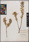 Foto von Salix athabascensis Raup